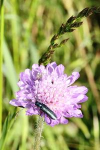 <i>Agapanthia</i>