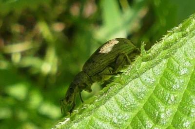 <i>Phyllobius pomaceus</i>