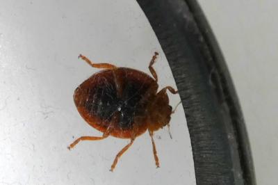 <i>Henosepilachna argus</i>