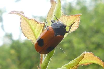 <i>Clytra laeviuscula</i>