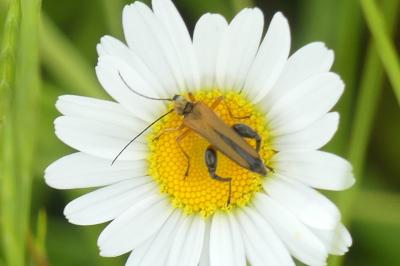 <i>Oedemera podagrariae</i>