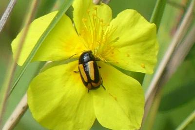 <i>Cryptocephalus vittatus</i>