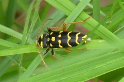 <i>Plagionotus arcuatus</i>