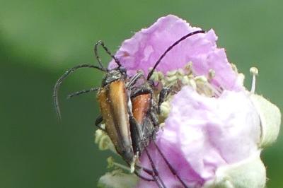 <i>Stenurella melanura</i>