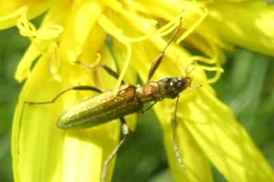 <i>Chrysanthia viridissima</i>
