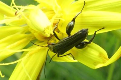 <i>Oedemera flavipes</i>