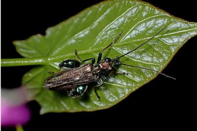 <i>Oedemera nobilis</i>