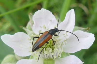 <i>Stenurella melanura</i>