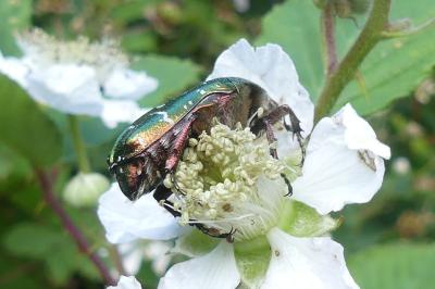 <i>Cetonia aurata</i>