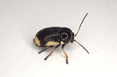 <i>Cryptocephalus moraei</i>