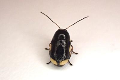 <i>Cryptocephalus moraei</i>