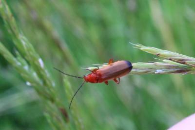 <i>Rhagonycha fulva</i>