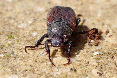 <i>Hoplia philanthus</i>