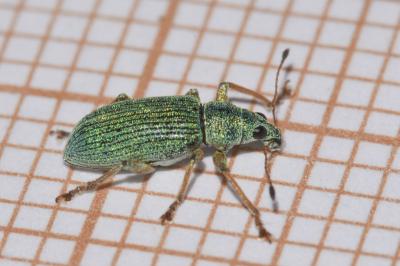 <i>Polydrusus formosus</i>