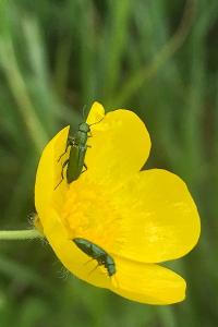 <i>Psilothrix viridicoerulea</i>