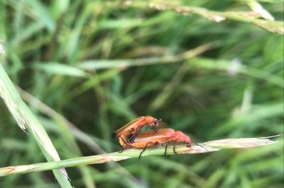<i>Rhagonycha fulva</i>