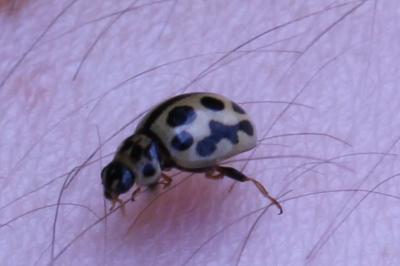 <i>Tytthaspis sedecimpunctata</i>