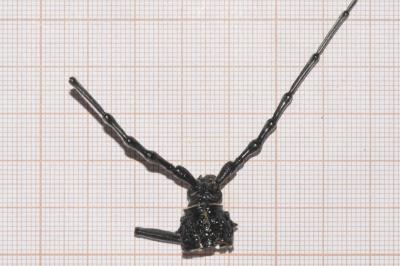 <i>Cerambyx cerdo</i>