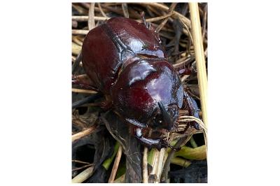 <i>Oryctes nasicornis</i>