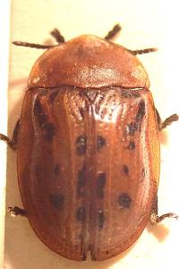 <i>Cassida murraea</i>