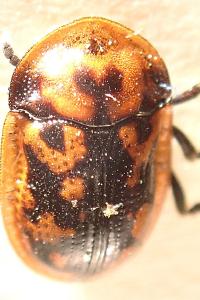 <i>Pilemostoma fastuosa</i>