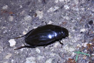 <i>Hydrophilus piceus</i>