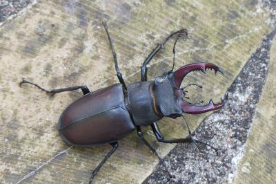 <i>Lucanus cervus</i>