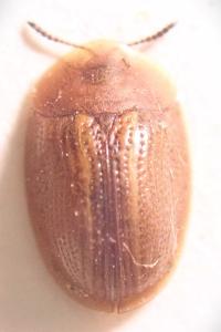 <i>Cassida nobilis</i>