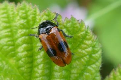 <i>Clytra laeviuscula</i>