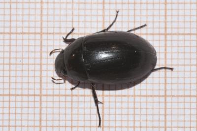 <i>Hydrochara caraboides</i>