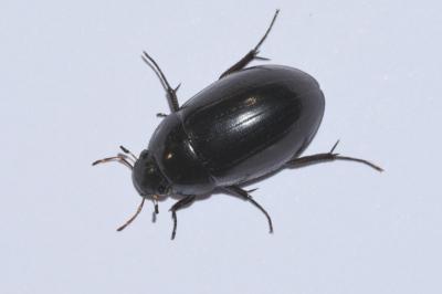 <i>Hydrochara caraboides</i>