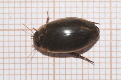 <i>Rhantus suturalis</i>