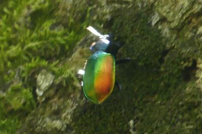 <i>Calosoma sycophanta</i>