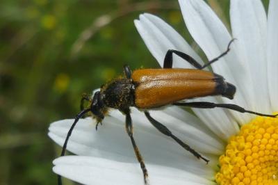 <i>Stictoleptura fulva</i>