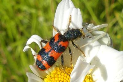 <i>Trichodes alvearius</i>