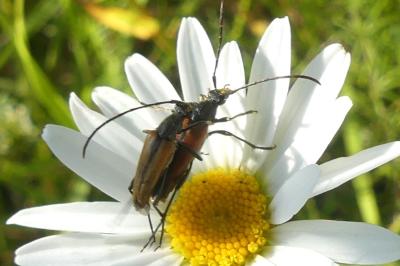 <i>Stenurella</i>