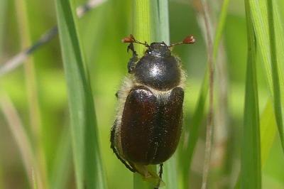 <i>Amphimallon atrum</i>