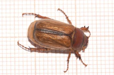 <i>Rhizotrogus aestivus</i>