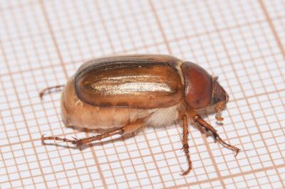 <i>Rhizotrogus aestivus</i>