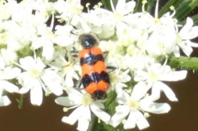 <i>Trichodes apiarius</i>