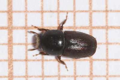 <i>Scolytus intricatus</i>