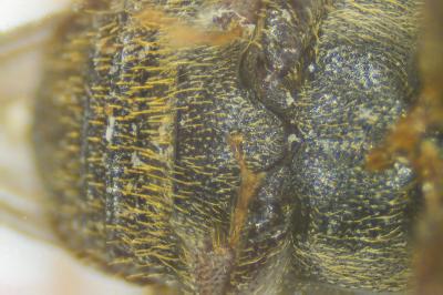 <i>Scolytus intricatus</i>