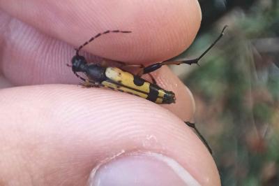 <i>Rutpela maculata</i>