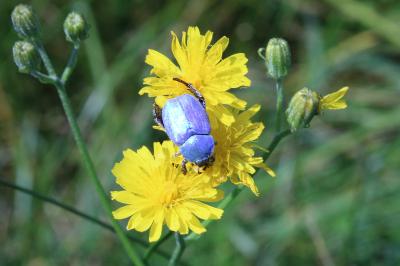 <i>Hoplia coerulea</i>