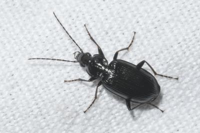 <i>Agonum</i>
