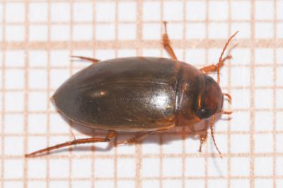 <i>Liopterus haemorrhoidalis</i>