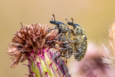 <i>Larinus turbinatus</i>