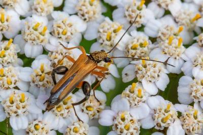 <i>Oedemera podagrariae</i>