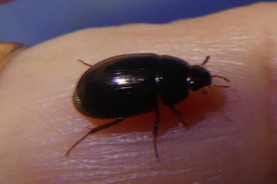 <i>Hydrobius fuscipes</i>
