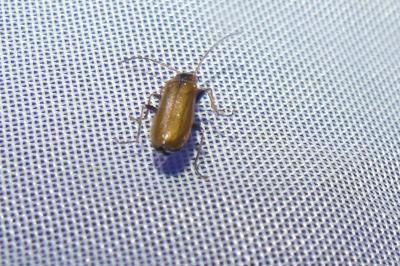 <i>Rhagonycha nigriventris</i>